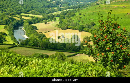 DER FLUSS WYE IN DER NÄHE VON ERWOOD AUF NIEDRIGER EBENE IN AUGUST MIT ROWAN TREE Stockfoto