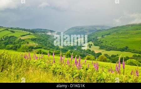 REGENWOLKEN ÜBER DAS WYE-TAL IN DER NÄHE VON ERWOOD IM JULI UND FINGERHUT IN VOLLER BLÜTE Stockfoto