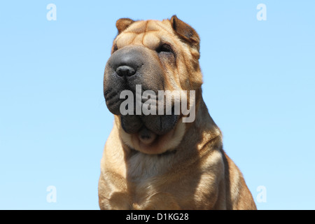 Hund Shar-pei Erwachsenen Porträt Gesicht beige rot Stockfoto