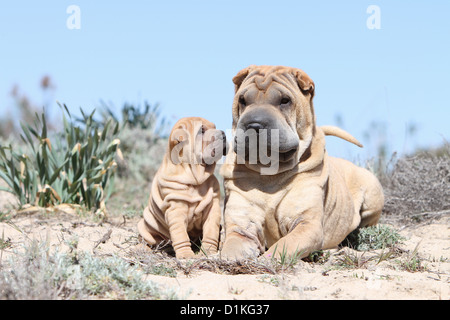 Shar pei Welpen und Erwachsene Creme Hund am Strand Stockfoto