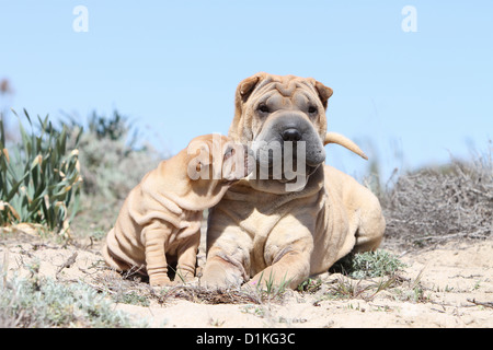 Shar pei Welpen und Erwachsene Creme Hund am Strand Stockfoto