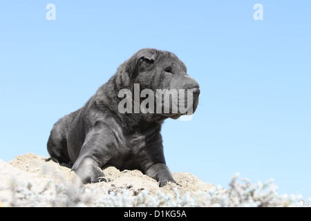 Hund-Shar-pei Stockfoto