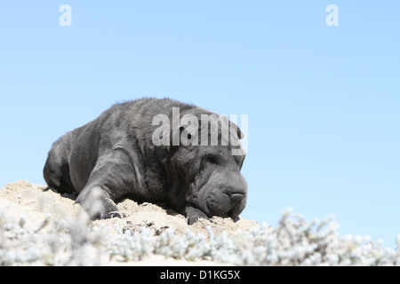 Hund, Shar-pei Erwachsene blau liegend Stockfoto