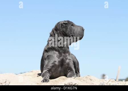 Hund, Shar-pei Erwachsene blau liegend Stockfoto