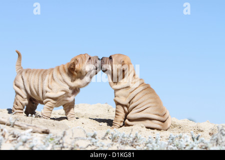 Shar-pei zwei Fawn Hundewelpen, die Küsse sind Stockfoto