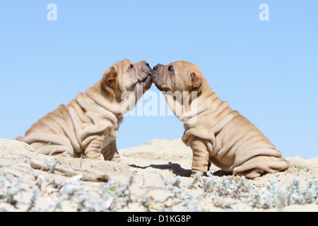 Shar-pei zwei Fawn Hundewelpen, die Küsse sind Stockfoto