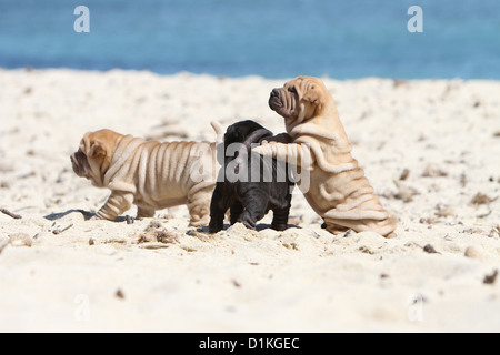 Hund Shar-pei drei Welpen spielen am Strand Stockfoto