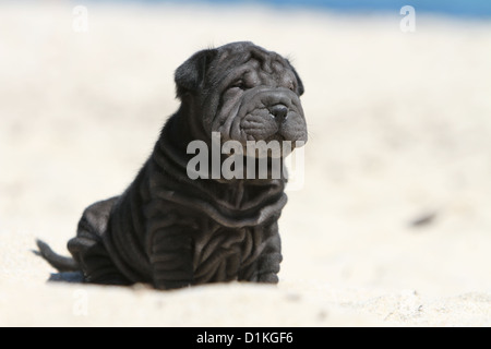 Hund, Shar-pei Welpen Schwarz am Strand sitzen Stockfoto