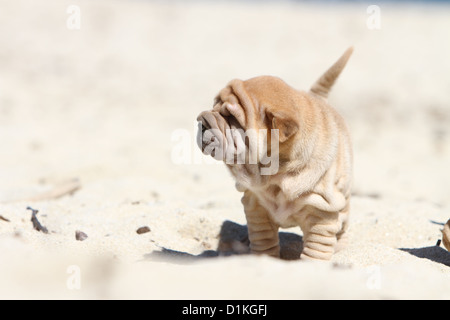 Hund Shar-pei Welpe beige stehend am Strand Stockfoto