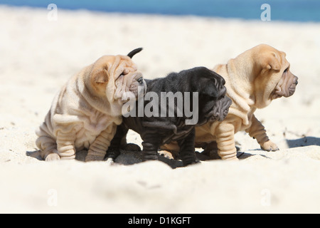 Hund Shar-pei drei Welpen am Strand Stockfoto