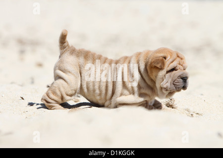 Hund Shar-pei Welpe beige stehend am Strand Stockfoto