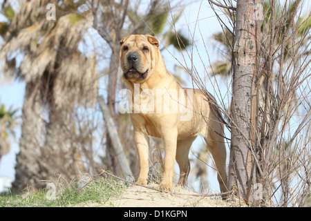 Hund Shar-pei Erwachsenen Zobel stehen am Strand Stockfoto