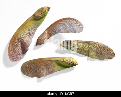 Frische Ahorn Samen Detail Stockfoto