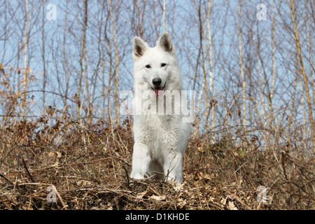 Weiße Schweizer Schäferhund / Hund / Berger Blanc Suisse Erwachsenen stehen Stockfoto