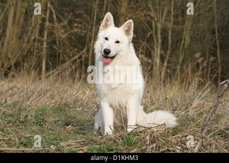 Weißer Schweizer Schäferhund / Berger Blanc Suisse Erwachsenen sitzen Stockfoto