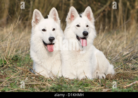 Weiße Schweizer Schäferhund / Hund Berger Blanc Suisse zwei Erwachsene liegend Stockfoto