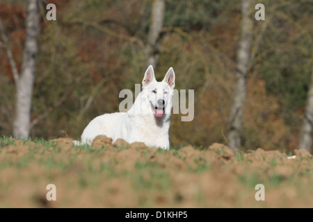 Weiße Schweizer Schäferhund / Hund Berger Blanc Suisse stehen Stockfoto