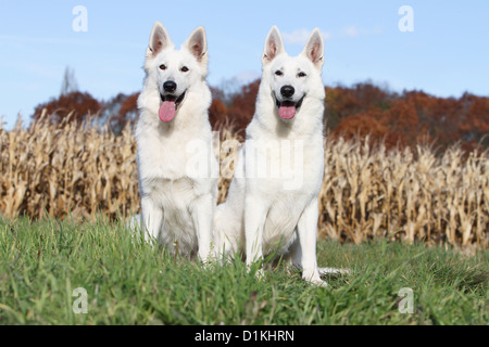 Weiße Schweizer Schäferhund / Hund Berger Blanc Suisse zwei Erwachsene sitzen Stockfoto