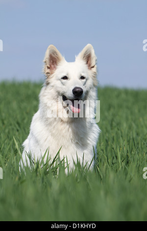 Weißer Schweizer Schäferhund / Berger Blanc Suisse sitzen auf Rasen Stockfoto