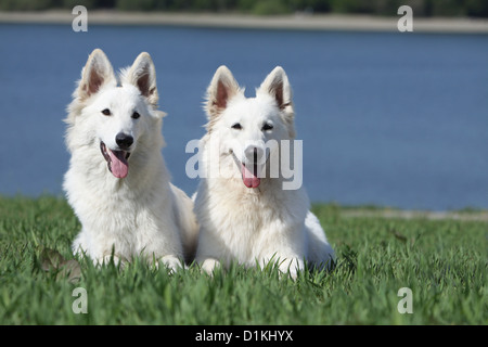 Weiße Schweizer Schäferhund / Hund Berger Blanc Suisse zwei Erwachsene liegen auf dem Rasen Stockfoto