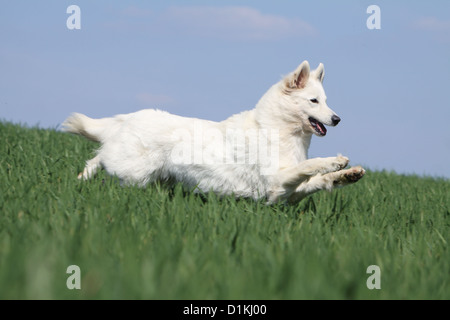 Weißer Schweizer Schäferhund / Berger Blanc Suisse Erwachsener in einem Feld springen Stockfoto