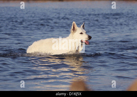 Weißer Schweizer Schäferhund-Berger Blanc Suisse, Schwimmen im Meer Stockfoto