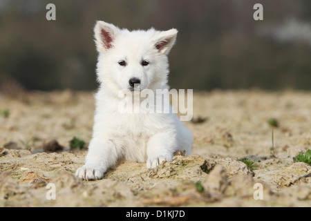 Weißer Schweizer Schäferhund / Berger Blanc Suisse Welpen auf dem Boden liegend Stockfoto