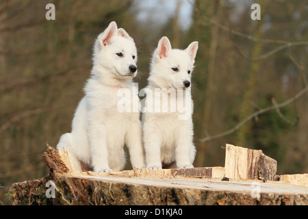 Weiße Schweizer Schäferhund / Hund Berger Blanc Suisse zwei Welpen zusammen Stockfoto