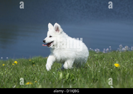 Weißer Schweizer Schäferhund / Berger Blanc Suisse Welpen laufen auf dem Rasen Stockfoto