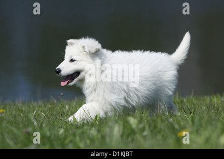 Weißer Schweizer Schäferhund / Berger Blanc Suisse Welpen laufen auf dem Rasen Stockfoto