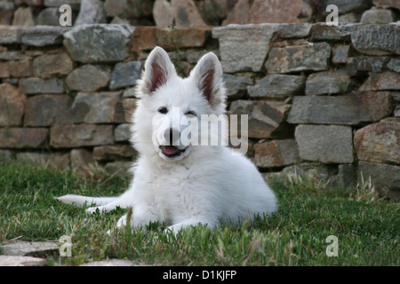 Weißer Schweizer Schäferhund-Berger Blanc Suisse Welpen liegen auf dem Rasen Stockfoto