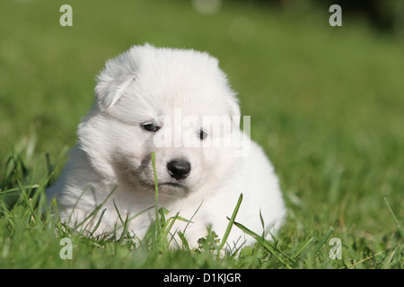 Weißer Schweizer Schäferhund-Berger Blanc Suisse Welpen liegen auf dem Rasen Stockfoto