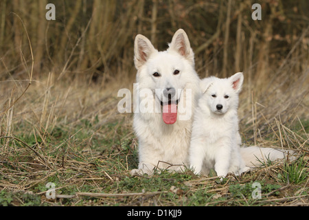 Weißer Schweizer Schäferhund-Berger Blanc Suisse Erwachsene und Welpen Stockfoto