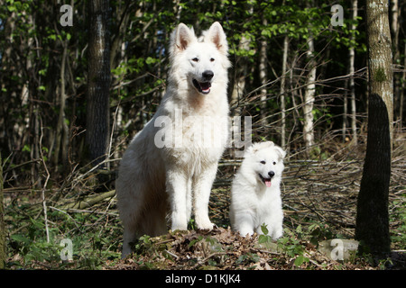 Weißer Schweizer Schäferhund-Berger Blanc Suisse Erwachsene und Welpen Stockfoto