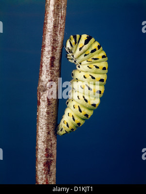 Östlichen Schwalbenschwanz Schmetterling; (PAPILIO POLYXENES) (PAPILIO POLYXENES - ASTERIUS) LARVE FÜTTERUNG AUF ZWEIG Stockfoto