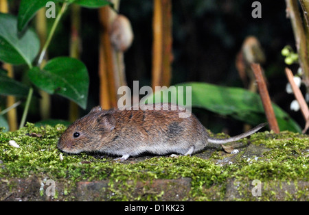 Rötelmaus. (Myodes Glareolus). Bedgebury Wald, Kent. Stockfoto