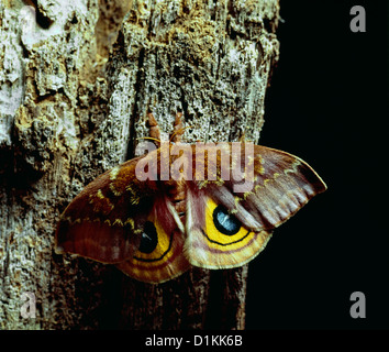 IO-Motte (AUTOMERIS IO) schönen erwachsenen Weibchen auf BAUMSTUMPF Larven ernähren sich von Bäumen und Sträuchern, BRENNHAARE Stockfoto