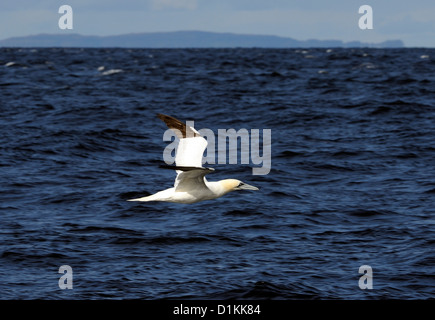 Ein Erwachsener Basstölpel (Morus Bassamus) fliegt niedrig über dem Meer zwischen den Hebriden.   Isle of Mull, Argyll and Bute, Scotland Stockfoto