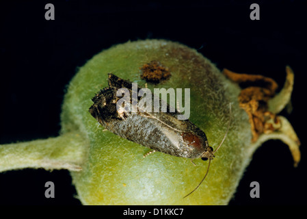 VERHÄTSCHELUNG MOTH (CARPOCAPSA POMONELLA; CYDIA POMPONELLA) ERWACHSENE ON APPLE Stockfoto