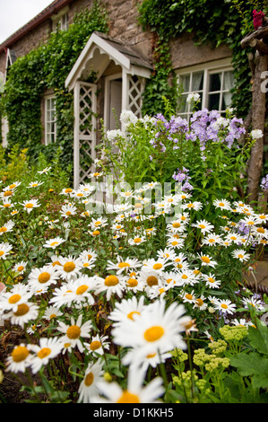 Cottage Garten und Blumen. Argyranthemum frutescens. Beamish Museum, County Durham, England, Großbritannien Stockfoto