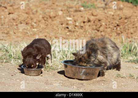 Hund und Katze Chihuahua und persischen Essen in ihre Schüssel Stockfoto