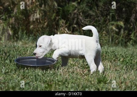 Parson Russell Terrier Welpe Hund Essen in seine Schale Stockfoto