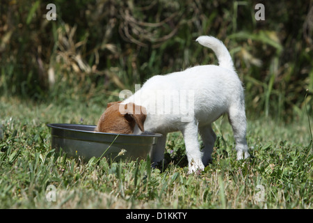 Parson Russell Terrier Welpe Hund Essen in seine Schale Stockfoto