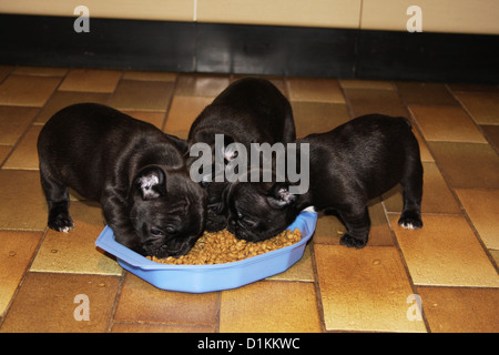 Französische Bulldogge Hundewelpen Essen in ihre Schüssel Stockfoto