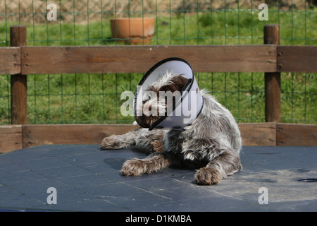 Hund Korthals Griffon Welpen mit einem schützenden Kegel Stockfoto