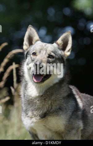 Hund schwedischer Wallhund Vastgotaspets Erwachsenen Porträt Stockfoto