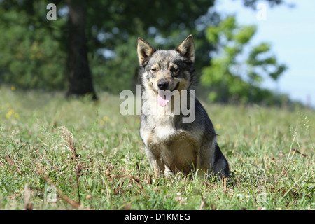 Hund schwedischer Wallhund Vastgotaspets jung sitzen auf der Wiese Stockfoto