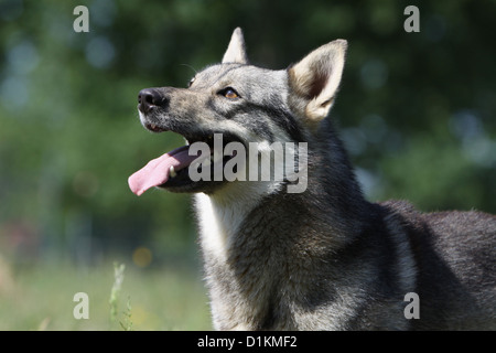 Hund schwedischer Wallhund Vastgotaspets Erwachsenen Porträt Profil Stockfoto