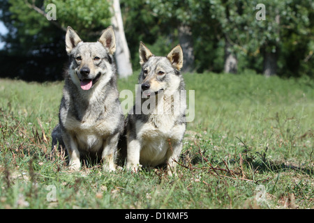 Schwedischer Wallhund Vastgotaspets Erwachsenen Hund und Welpen sitzen Stockfoto