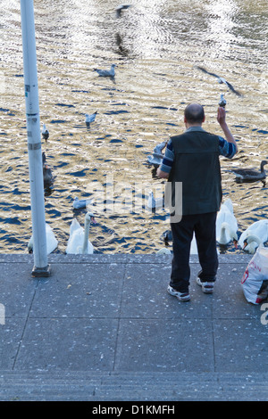 Mann, die Fütterung Schwäne auf der Alster am Jungfernstieg in Hamburg, Deutschland Stockfoto